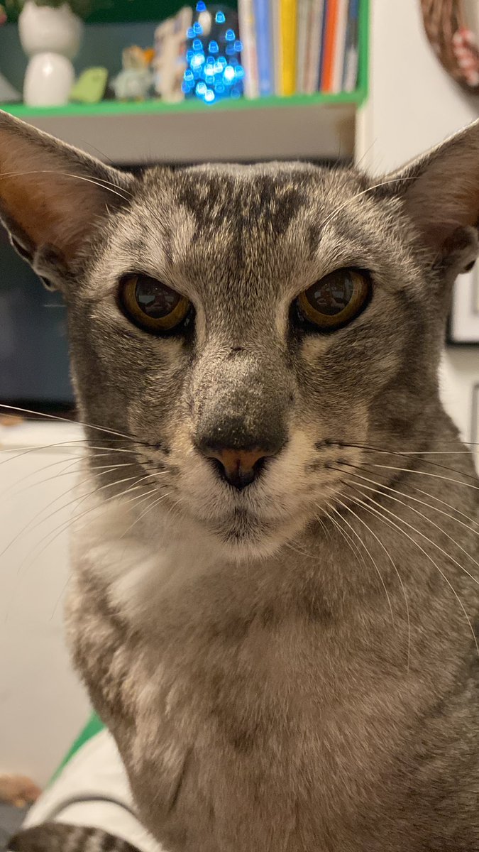 mrmokeycat's tweet image. So I made my way home this afternoon and had a nice cosy sleep but mum wasn’t home in time for tea so I made my way back to grannies and cried outside her door. I found my mum and she drove me home in the car this time! We are both home now #relax #home #mymum