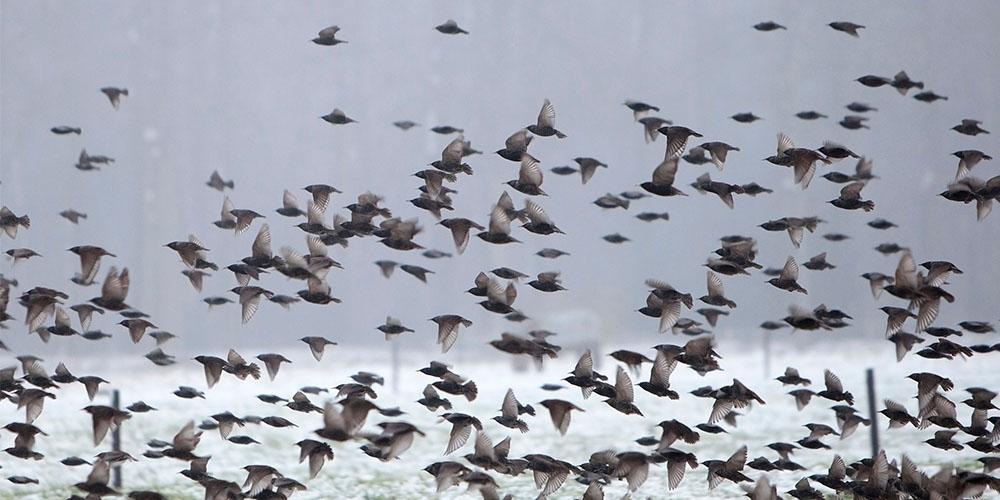 Wild Goose Chase tweet media