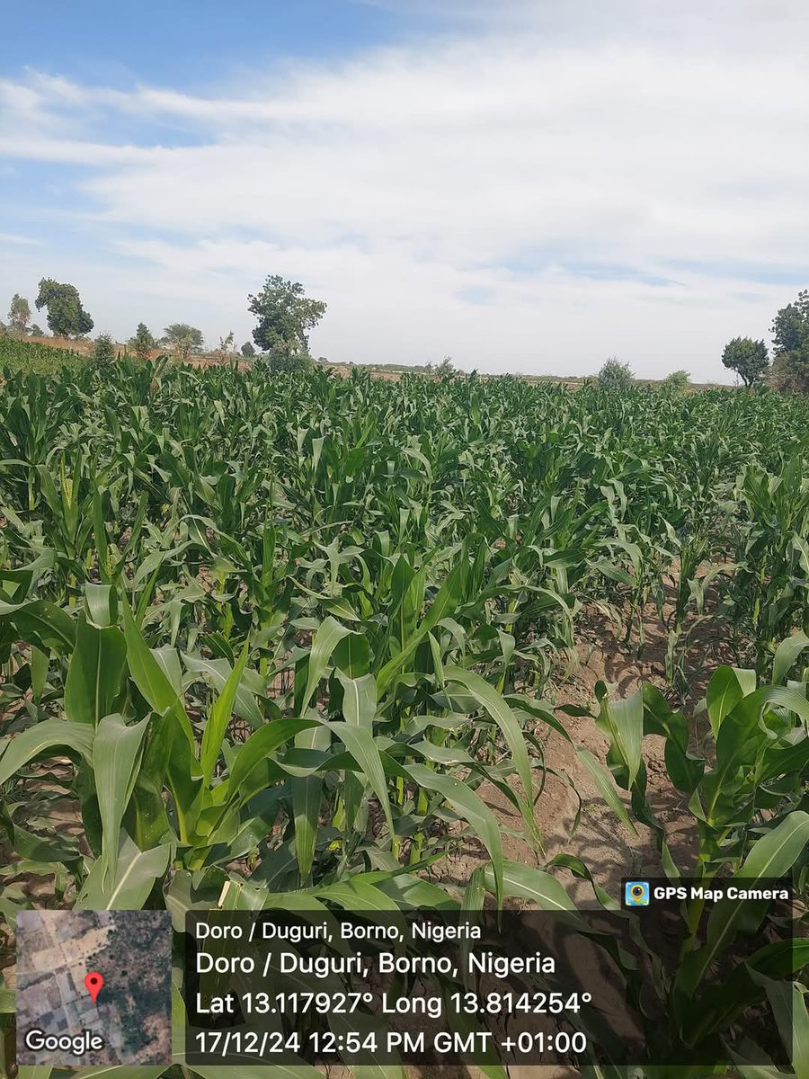 ShettimaDogo's tweet photo. Alhamdulillah, the blessings of @GovBorno @ProfZulum dry season farming is going to witness a bumper harvest of corn, onions, yams, peppers, and other vegetables.

This is Baga town of Kukawa LGA of Borno State at the shores of lake chad Basin .

we thank ALLAH SWT. https://t.co/zAi4P39PSI
