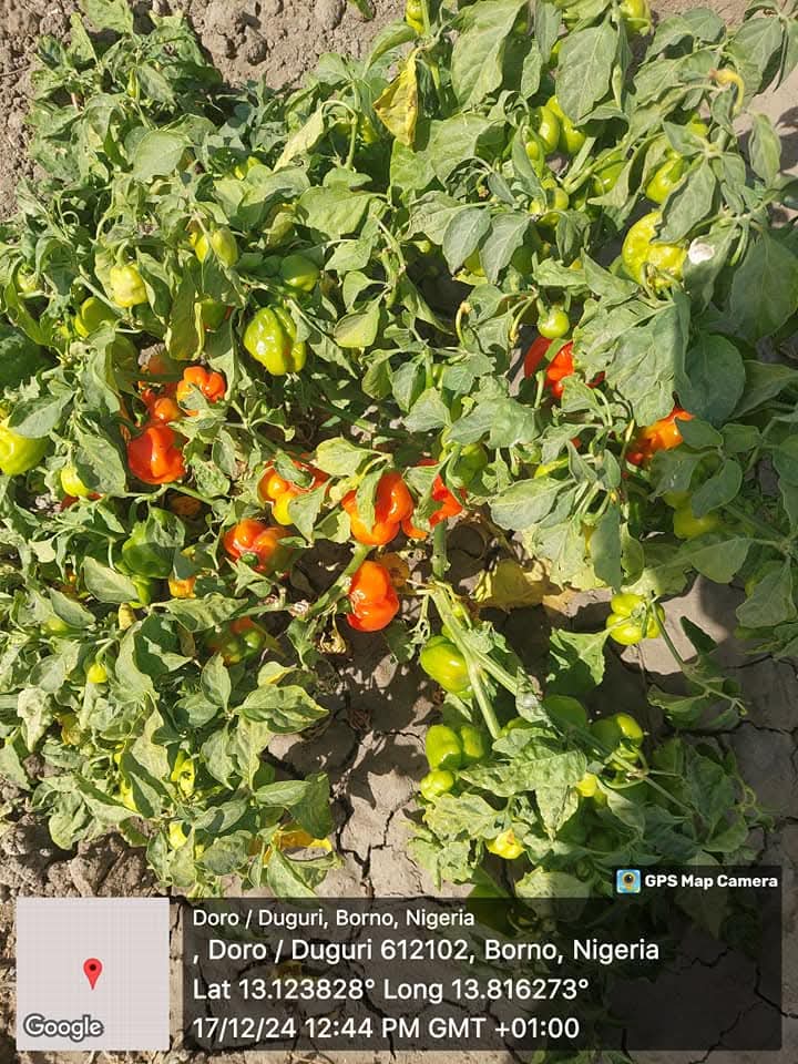 ShettimaDogo's tweet photo. Alhamdulillah, the blessings of @GovBorno @ProfZulum dry season farming is going to witness a bumper harvest of corn, onions, yams, peppers, and other vegetables.

This is Baga town of Kukawa LGA of Borno State at the shores of lake chad Basin .

we thank ALLAH SWT. https://t.co/zAi4P39PSI