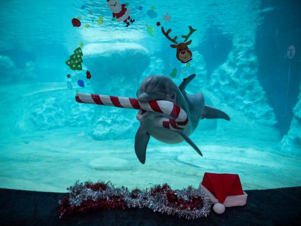 COFI_ATL's tweet photo. Thank you @georgiaaquarium for this enchanting experience. Let’s keep the festivities going! 🎉✨ #COFICares #CareIsOurPriority #CareOneFranchiseInc https://t.co/wM0jkzN0XT