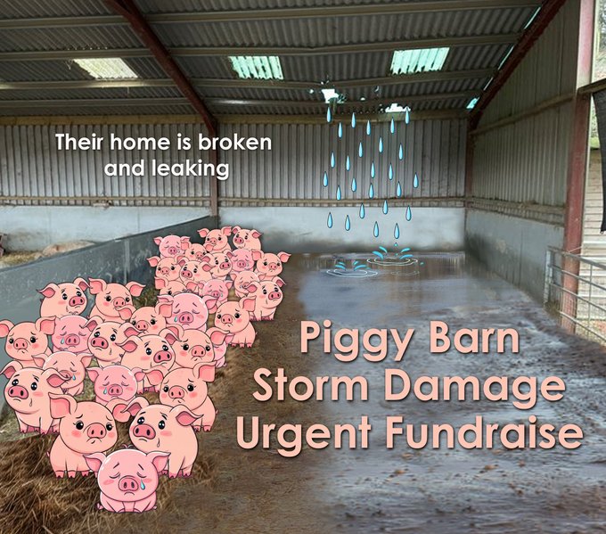 Kim Rathbone (@rathbonekim) on Twitter photo "Storm Darragh huff and it puffed and blew a tree down right on top of our barn"
<a href="/BTWsanctuary/">Beneath The Wood Sanctuary Ⓥ 𓃟 Pigoneer</a> urgently need to raise enough funds to repair the piggy barn & the other extensive damage. At this time of #giving please help repair these damages 🐷 #Pigoneer
globalvegancrowdfunder.org/piggy-barn-sto… "Storm Darragh huff and it puffed and blew a tree down right on top of our barn"
<a href="/BTWsanctuary/">Beneath The Wood Sanctuary Ⓥ 𓃟 Pigoneer</a> urgently need to raise enough funds to repair the piggy barn & the other extensive damage. At this time of #giving please help repair these damages 🐷 #Pigoneer
globalvegancrowdfunder.org/piggy-barn-sto…