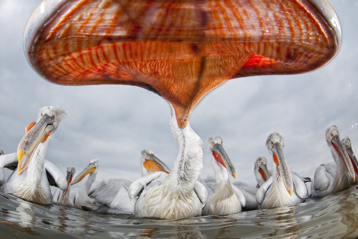 One of the world’s largest birds has long been persecuted for both its outsized bill and its eating habits, but an ambitious cross-border plan is helping this threatened pelican bounce back.

More on these massive birds at, ‘Below the Bill’: bit.ly/41D75Nm. 📷 Bence Máté