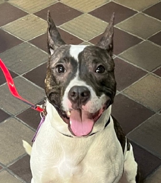 MyBoxerLuvMac1's tweet image. 💔Scholar💔
#NYCACC #215045 1y
▪️KILL COMMAND ❗️

Precious sweetie's💔, 
set 2 die!
Wants out so badly, passed out!
Found loose nea4 school, early Nov.
Affectionate, shy.
Deserves loving, N.East #Foster, 2 decompress + blossom, not death.

DM @notthesameone2
Pls #Pledge4ResQ
💞S