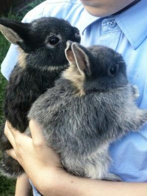 RabbitEveryHour's tweet image. 