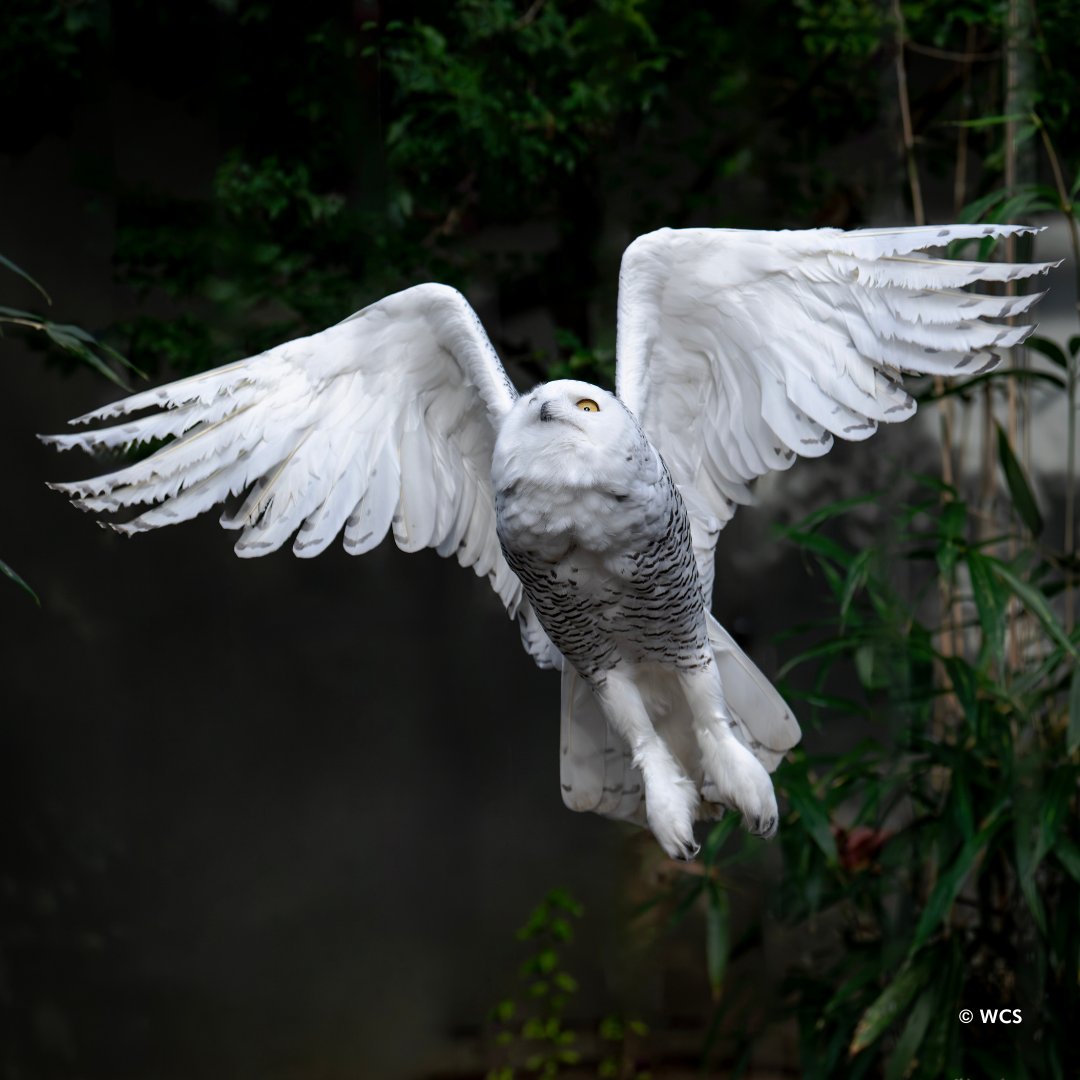 Have you noticed something different in our Birds of Prey exhibits? We have introduced a new pair of snowy owls during their favorite season, winter! Our six-year-old resident female and our maturing juvenile male snowy owl are now on exhibit.