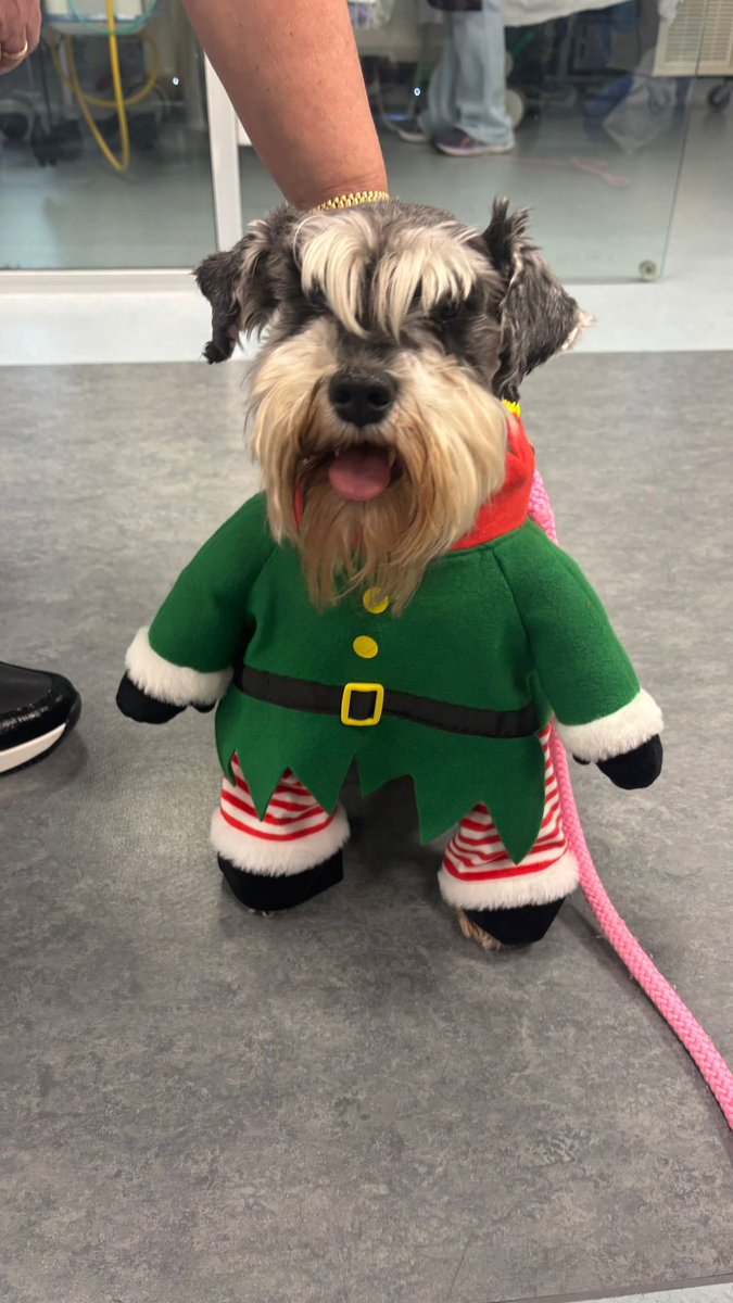 Mater ICU (@mater_icu) on Twitter photo Our therapy dogs came for their Christmas visit today - snappily dressed in seasonally themed outfits! Our therapy dogs came for their Christmas visit today - snappily dressed in seasonally themed outfits!