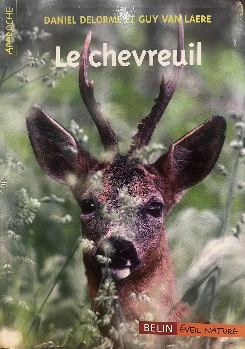 arxavben's tweet photo. Avant toute chose, soyons clair : je ne suis ni naturaliste autoproclamé version #Rigolo, ni spécialiste de #Capreolus version #OFB, #ONCFS, #ONF, #ANCGG etc. Juste un #Chasseur curieux qui a lu, beaucoup, les écrits de tous ceux-là. Mais peut-être mal lu, soit...
2/n https://t.co/O5s1lahM93