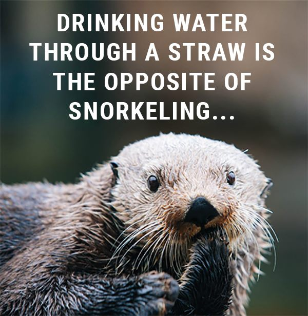 In Otter News.... (@in_otter_news2) on Twitter photo 