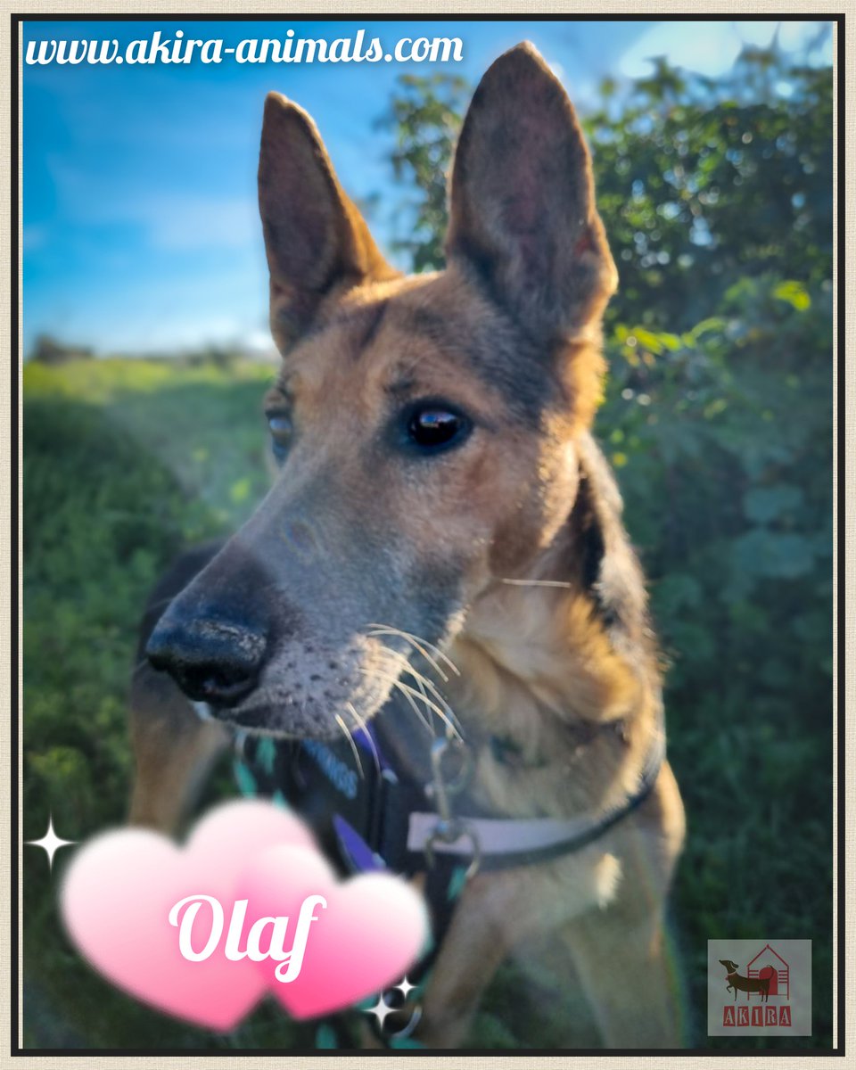 Sadly we have yet another new entry looking for a forever home. Please share and let's make his dreams come true. Dogs and kids ok . 6 to 7 years old. 
#teamzay #rehomehour #k9hour <a href="/MillieOTLFP/">Millie🐾🌈Run free Bestie PixieTooth🐾🌈</a> <a href="/LisaClareRead2/">Lisa Clare Read 💙</a> <a href="/Marlene59165254/">Marlene R</a> <a href="/Nightowl400/">Owly</a> <a href="/catgirl321/">Nutmeg's Crew🌻🇺🇦</a> <a href="/Penny2449/">Penny</a>