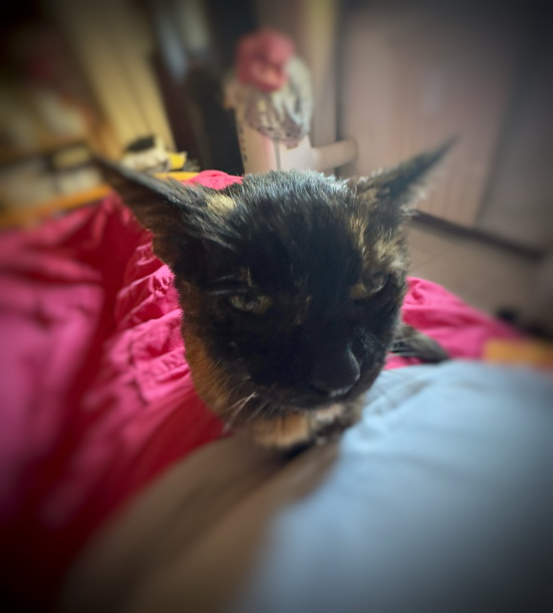 SabriCheGuarda's tweet photo. Il risveglio…mattina difficile! 

#cat #morning #catsofinstagram #catlover #cats #newday https://t.co/bFZzOIBLuv