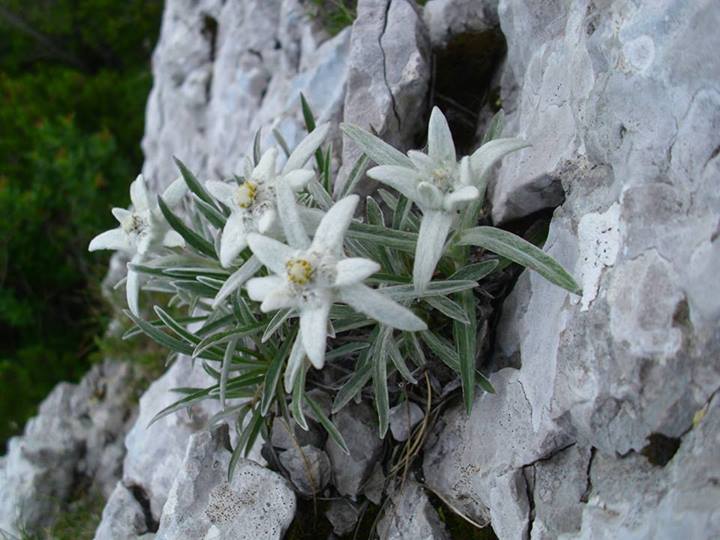 Imotha1's tweet photo. #FlowersEdition💐
#No1 

Runolist (Leontopodium alpinum) https://t.co/a4CaoPwHXO