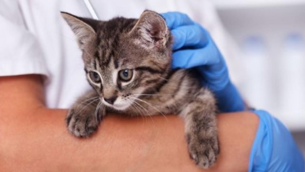 NationalKitten's tweet photo. UC Davis Veterinary Medicine (@ucdavisvetmed) researchers develop a groundbreaking mRNA vaccine to prevent Feline Infectious Peritonitis (FIP), a fatal disease in young cats. Potential game-changer for shelter and at-risk kittens! https://t.co/jbJ7l7wAVC
#SaveMoreKittens https://t.co/7xIJdb9niT