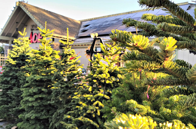 MarinAceHw's tweet image. We still have #ChristmasTrees🎄 for those of you who wait until the last minute! Come in today to make sure you are all set up for the big day!#MoreThanAHardwareStore #MyLocalAce