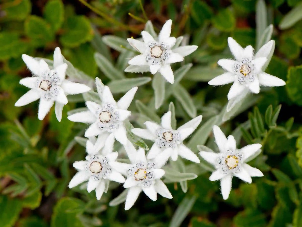 Imotha1's tweet photo. #FlowersEdition💐
#No1 

Runolist (Leontopodium alpinum) https://t.co/a4CaoPwHXO