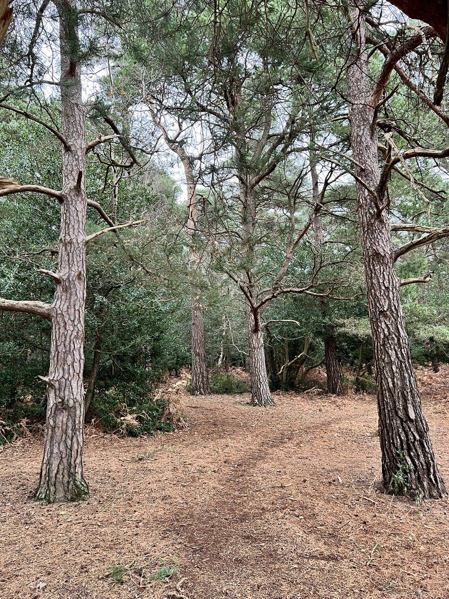 The beautiful New Forest. This place must be protected at all costs