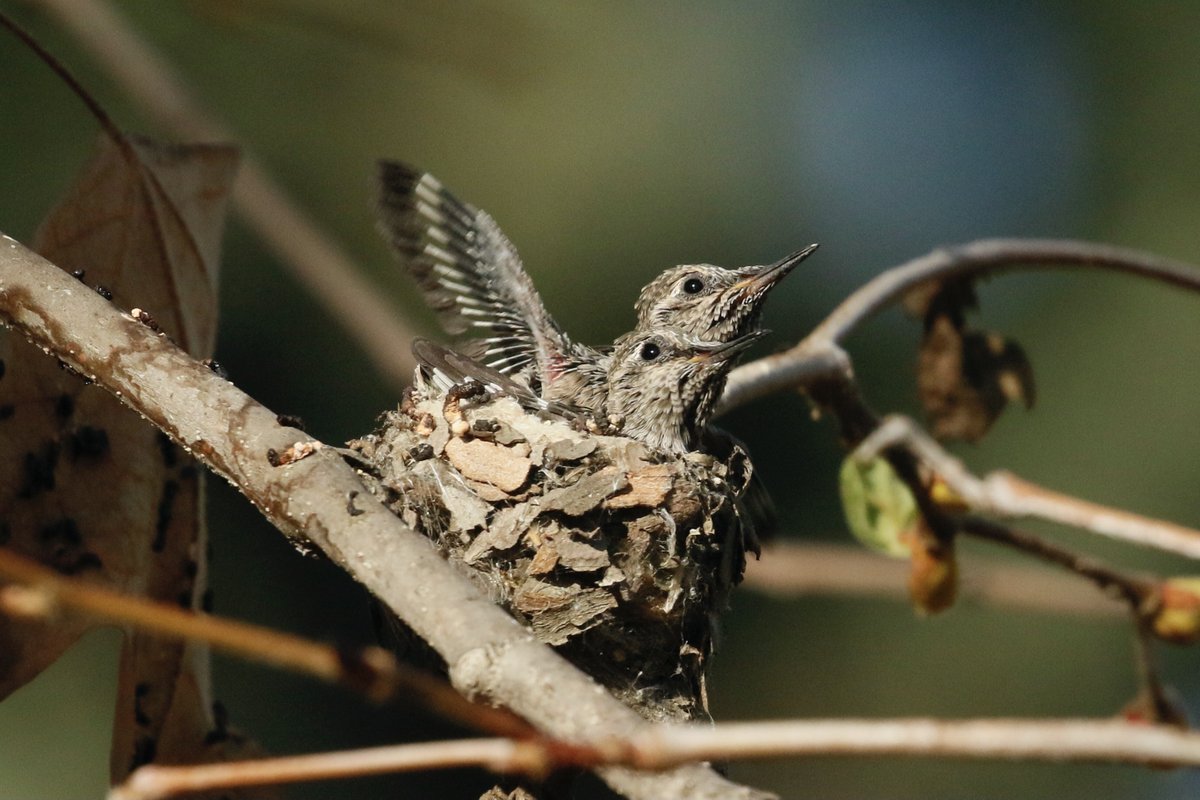 It was getting a bit crowded in this little hummingbird #nest. #DailyPictureTheme