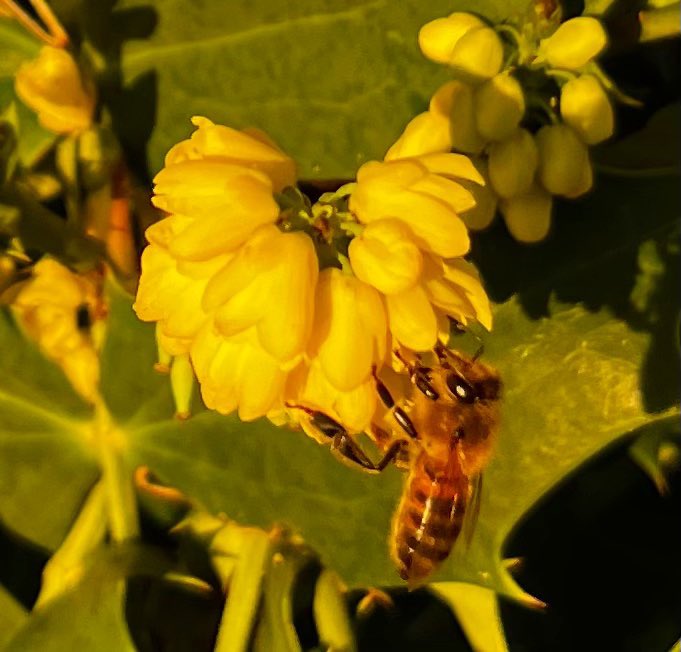 Apis bee consultancy tweet media