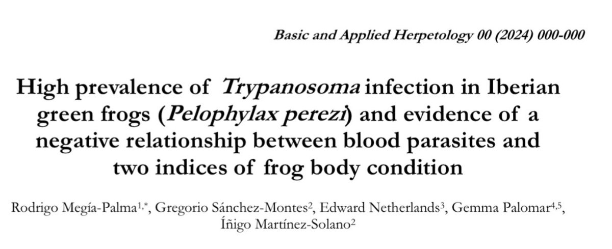 Just out! New data on blood parasites in the iberian green frog, Pelophylax perezi: ojs.herpetologica.org/index.php/bah/…