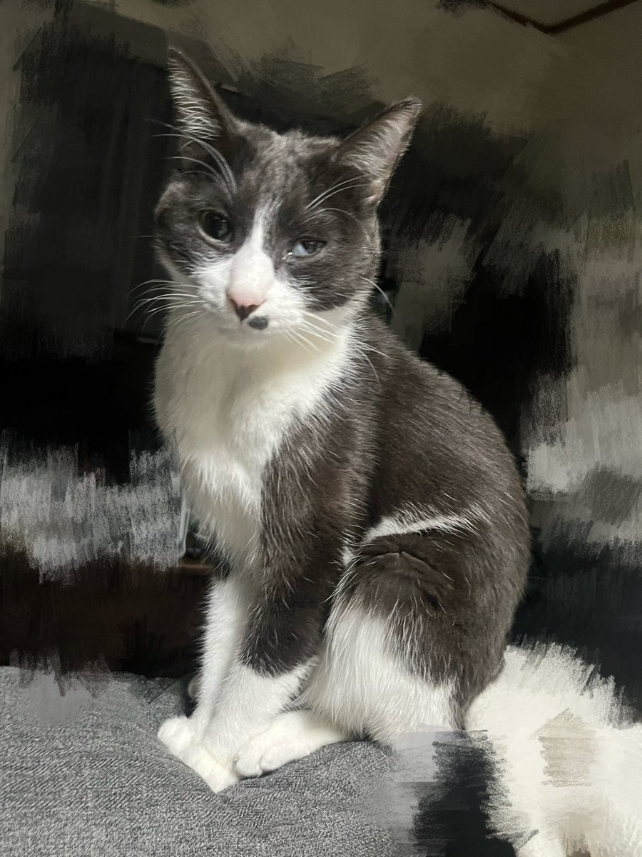 jjjju_ujjjjj's tweet photo. 猫が原因不明の病気になってしまい、同じような猫ちゃん居らっしゃったら情報交換をしたいです
10月から動きが悪くなり、瞬膜が常に出ている状態と左目が曇りだしました。血液検査、エコー、様々な検査をしました。異常はなし
体重も減少していき現在3kgです続↓
 #猫のいる暮らし https://t.co/rzhrjK6Uwy