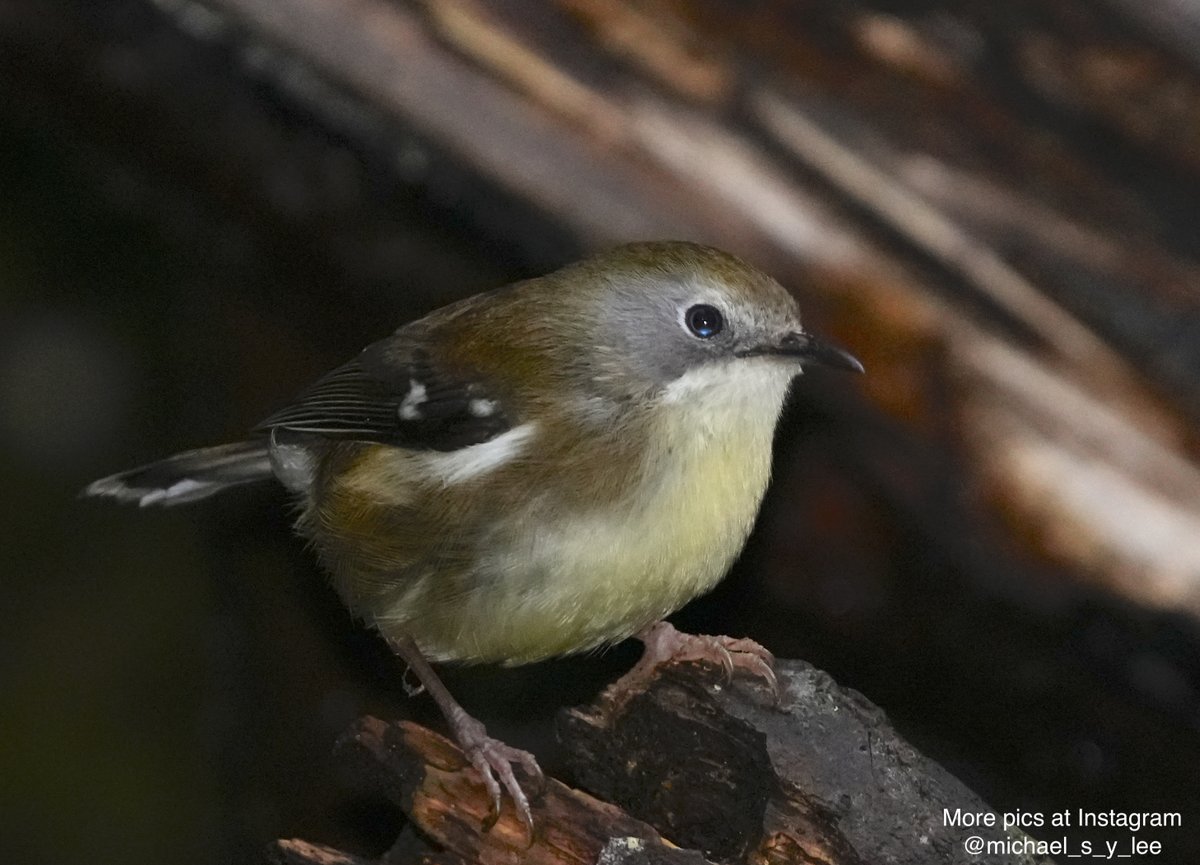 michael_s_y_lee's tweet photo. The elusive #Scrubtit is a Tasmanian endemic that has long been a bogey bird for me ...
But I finally got some good shots this trip and broke my duck (so to speak)!
#Tasmania #MtWellington #FernGladeCircuit
#Wildoz #ozbirds #birding #ABCmyphoto https://t.co/fLswocj9de