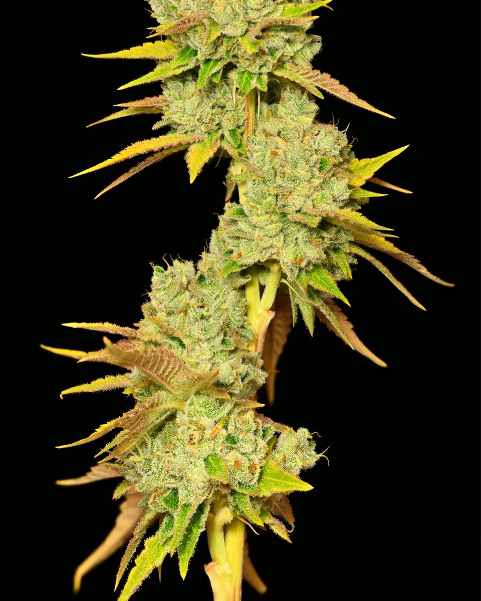 PinePark's tweet photo. Meet the strain that’s colder than your ex. 🧊😂 Polar Pop by Pine Park, dropping exclusively at #GoldFlower in Florida. Stay cool, stay lifted. 💨 https://t.co/r2L8yFHl3P