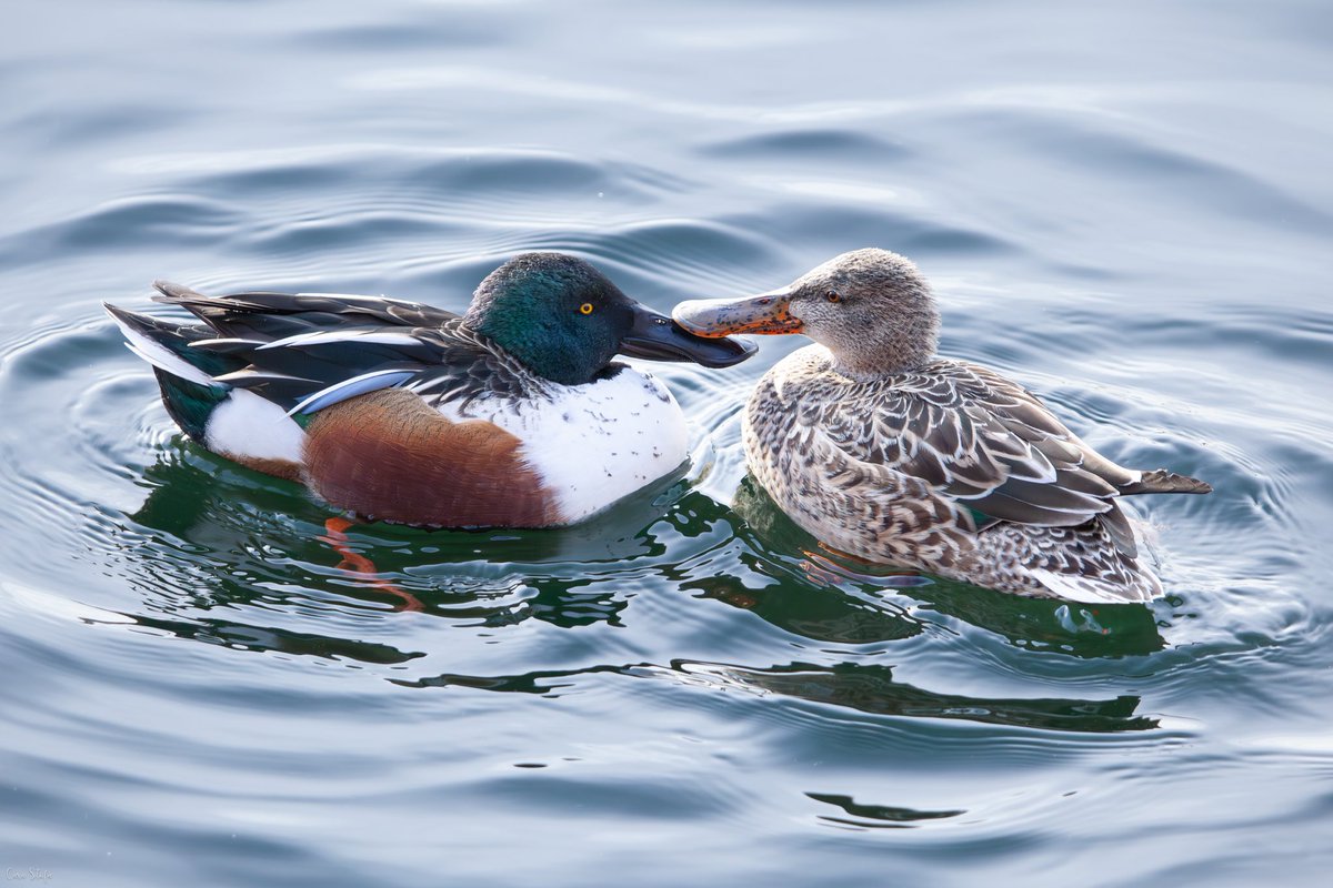 Cara Stofa (@carastofa) on Twitter photo Little beak touch with these northern shovelers at the Reservoir. #birdcpp #centralpark <a href="/BirdCentralPark/">Manhattan Bird Alert</a> Little beak touch with these northern shovelers at the Reservoir. #birdcpp #centralpark <a href="/BirdCentralPark/">Manhattan Bird Alert</a>