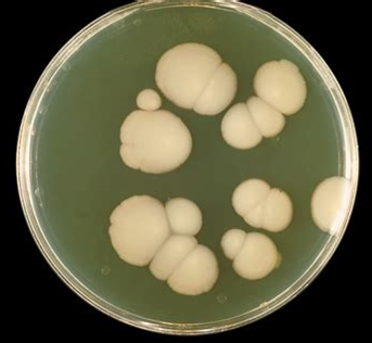 Luke Turner 🦠 tweet media