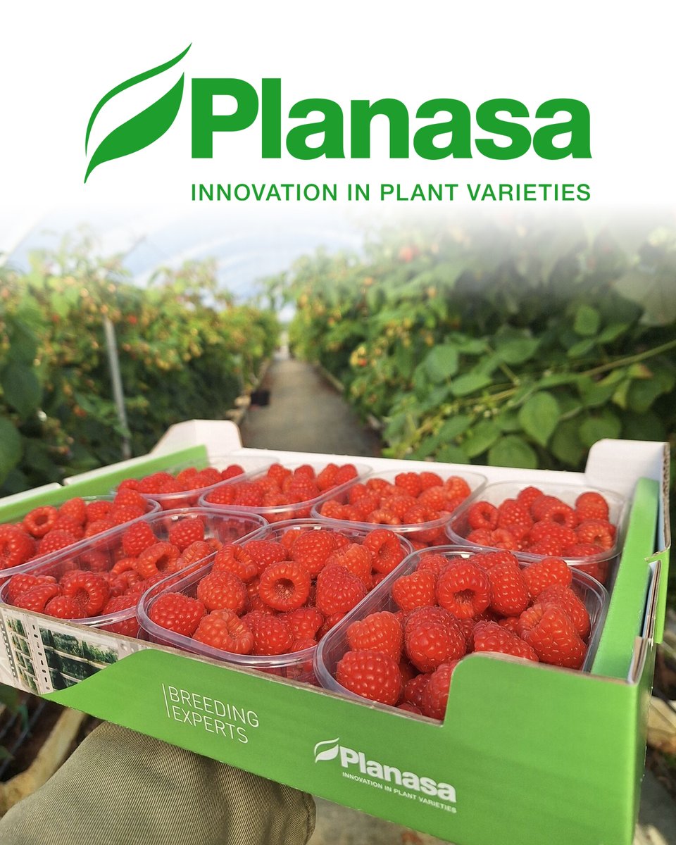 We would like to thank <a href="/planasa_group/">Planasa</a> for supporting our 2025 Conference as a Bronze sponsor! Planasa is a global leader in the agri-food sector, specializing in breeding the next generations of berry varieties.

planasa.com

#NARBA #berryplants #berrygrowers #berries
