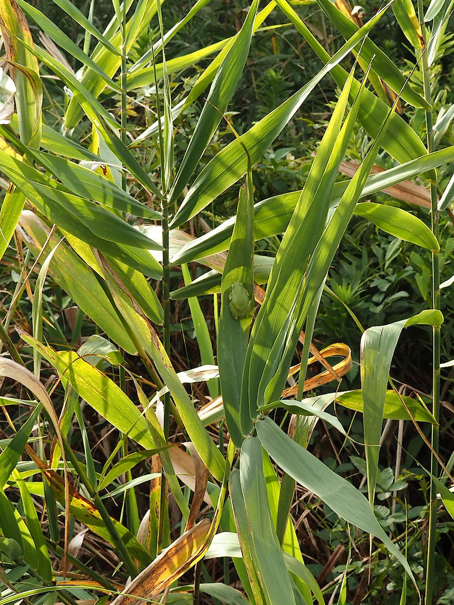 ehehe__he's tweet photo. It Looks A Bit Like An Autumn Landscape, But The Temperature Is Already Cooler And He Looks Sleepy.
See You Again, Mr. Frog.
Sticking To The Leaves. 2024/12/16.
#JapaneseTreeFrog