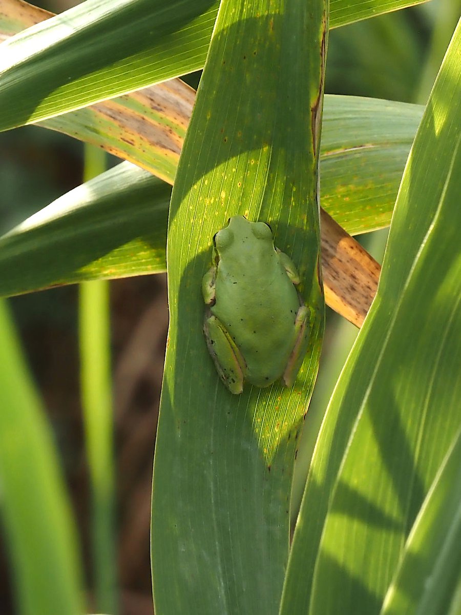 ehehe__he's tweet photo. It Looks A Bit Like An Autumn Landscape, But The Temperature Is Already Cooler And He Looks Sleepy.
See You Again, Mr. Frog.
Sticking To The Leaves. 2024/12/16.
#JapaneseTreeFrog