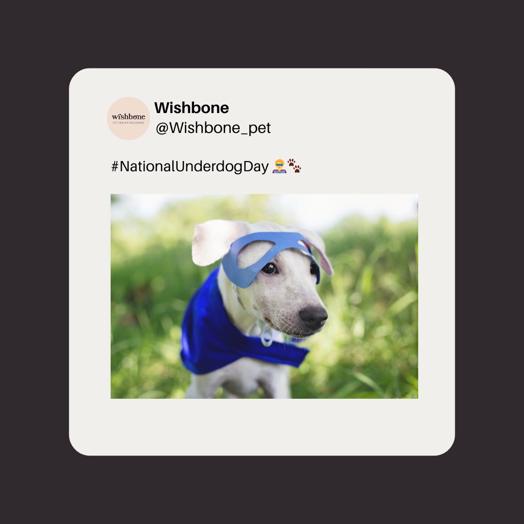 Wishbone_Pet's tweet photo. It’s National Underdog Day! 🐾

From rescue pets to senior pets, or those with special needs, underdogs inspire us with their courage, loyalty, and love. 💕

#UnderdogDay #WishbonePetInsurance #CuteDogs #PetLove #PetWellness https://t.co/40mVkKpvUn