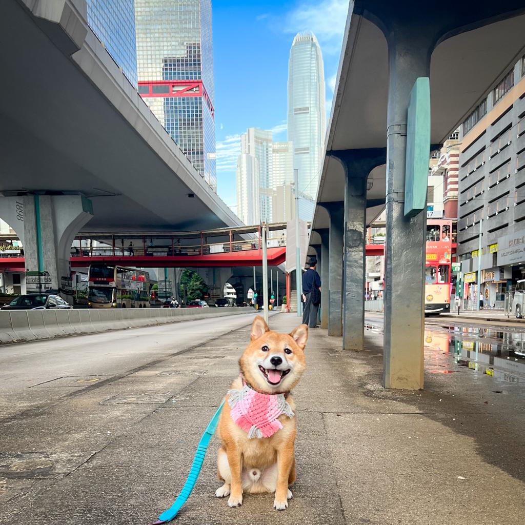 HummusTheDog's tweet photo. Looking so smart #shiba #shibsinu #shibadog #dog #dogs #dogaccount #doglover #hsppydogs #tram #sheungwan #pets https://t.co/SO2umaNgtY