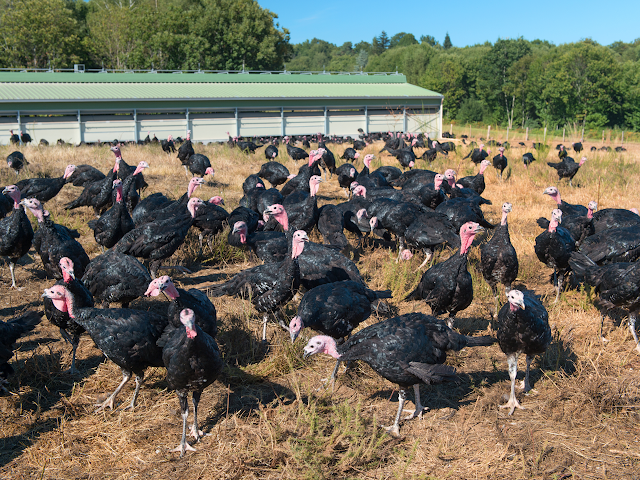 StupefyingSF's tweet photo. It's Pete Wood Challenge Week, with seven new flash fiction stories. Next up: “Talking Turkey with Tom,” by Richard Zwicker.
https://t.co/XtfKRoJNdQ https://t.co/sFyPGNJlxY