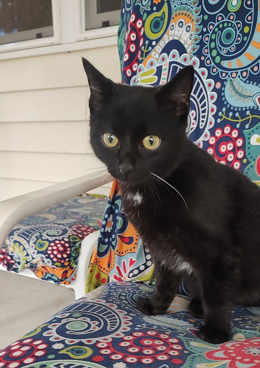 I Am Sam, Sam I Am! Handsome and a sweet snuggler boy enjoying some screen room time on a beautiful day.

Sam will be ready for his new home after completing his kitten vaccines and neuter.

#blackkitten #blackcat #iamsam #samiam #rescuekitten