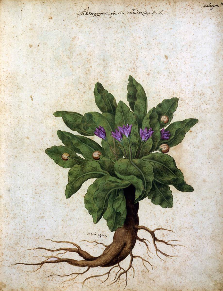 ArtHerstory | artherstory.bsky.social (@noteartherstory) on Twitter photo Mandrake, c. 1650, by #GiovannaGarzoni (Italian, 1600-1670). From Piante varie, f. 11., (seq. 32), held at the <a href="/DumbartonOaks/">Dumbarton Oaks</a> Research Library, doaks.org/resources/rare… #womenartists #artherstory #hernaturalhistory Mandrake, c. 1650, by #GiovannaGarzoni (Italian, 1600-1670). From Piante varie, f. 11., (seq. 32), held at the <a href="/DumbartonOaks/">Dumbarton Oaks</a> Research Library, doaks.org/resources/rare… #womenartists #artherstory #hernaturalhistory