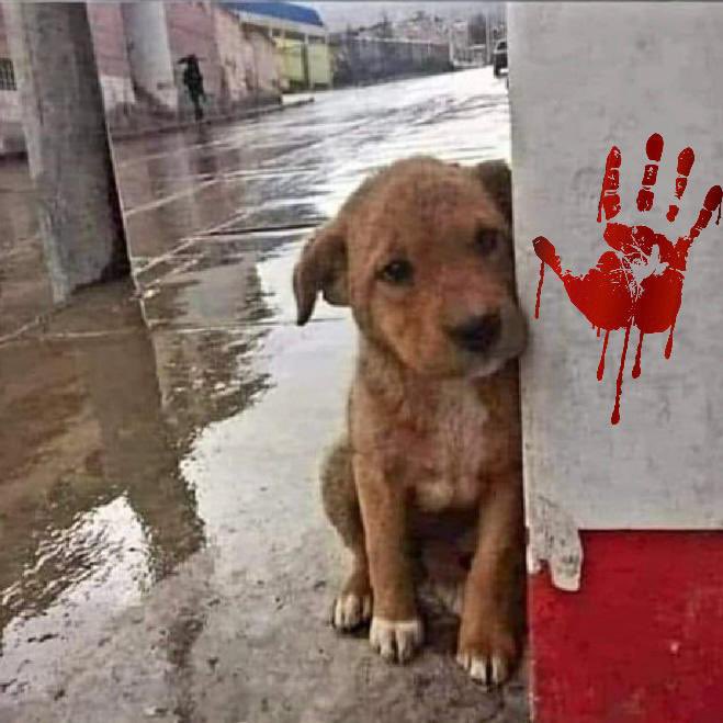 AzizBiri6's tweet photo. Nasıl kıyılır bu canlara?!?!
DIRUDURUN bu zulmü!!
@AYMBASKANLIGI #YasayıİptalEtAYM https://t.co/F3X4CONs60