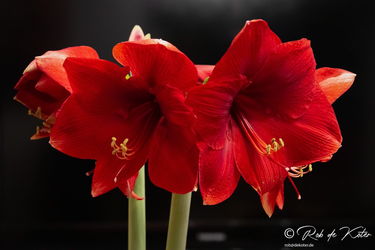 Robdekoter's tweet photo. ur Amaryllis day 7 and 8, unsere Amarillis am Tag 7 und 8, Onze Amarillis dag 7 en 8.
#amaryllis #amarillis #taennesberg #tännesberg #neustadtanderwaldnaab #oberpfalz #canon #eosm50 #bayern #photography #naturephotography #fotografie #natuurfotografie #naturfotografie https://t.co/Vx1EOnepZT