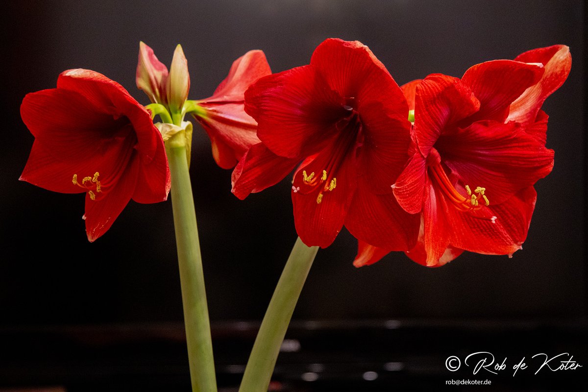 Robdekoter's tweet photo. ur Amaryllis day 7 and 8, unsere Amarillis am Tag 7 und 8, Onze Amarillis dag 7 en 8.
#amaryllis #amarillis #taennesberg #tännesberg #neustadtanderwaldnaab #oberpfalz #canon #eosm50 #bayern #photography #naturephotography #fotografie #natuurfotografie #naturfotografie https://t.co/Vx1EOnepZT