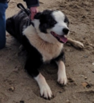 millypod1's tweet photo. 🆘#Lost SHADOW #ScanMe 
ELDERLY Blue Merle Border Collie Male
Shadow has been very unwell recently &amp; it is though he may have hidden somewhere &amp; died. Owner being assisted By Doglost Cornwall😢
#HigherNetley #Bugle #Cornwall #PL26 
https://t.co/NlA5nybPw0 https://t.co/QMQDPm2fiw