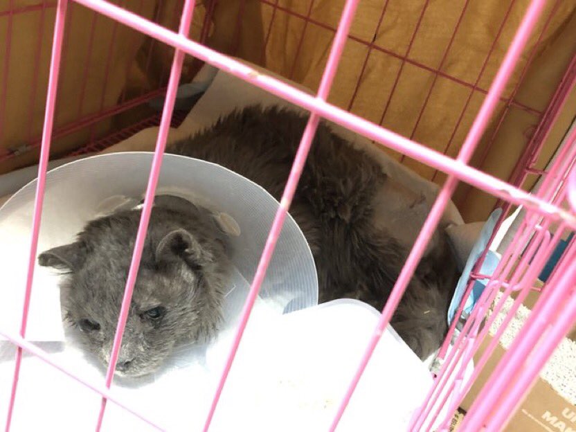 🆘عاجل🆘

الرياض 

قط يقطع القلب كان مدعوس وسويناله عملية في الحوض واخصاء ولديه التهاب كلوي وبداء بالعلاج وتحسن واستقر الحمدلله احتمالية المشي غير واضحه للان استلمته اليوم وما اعرف ارعاه اول مره انقذ ،بس يحتاج قطرات بالعيون ومرهم على خياطة الحوض وكلهم متوفرين معاه وانا والله