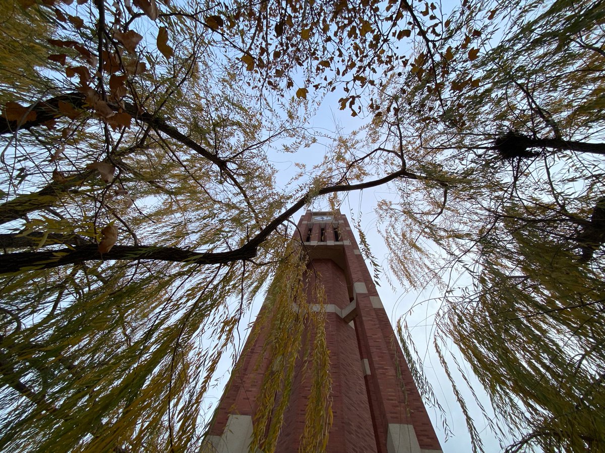 PalmeriJoAnn's tweet photo. Willows surrounding #Clocktower of Bizzell Memorial Library #CampusTrees #LibrariesFromTheOutside https://t.co/eVD9t5wLZ5