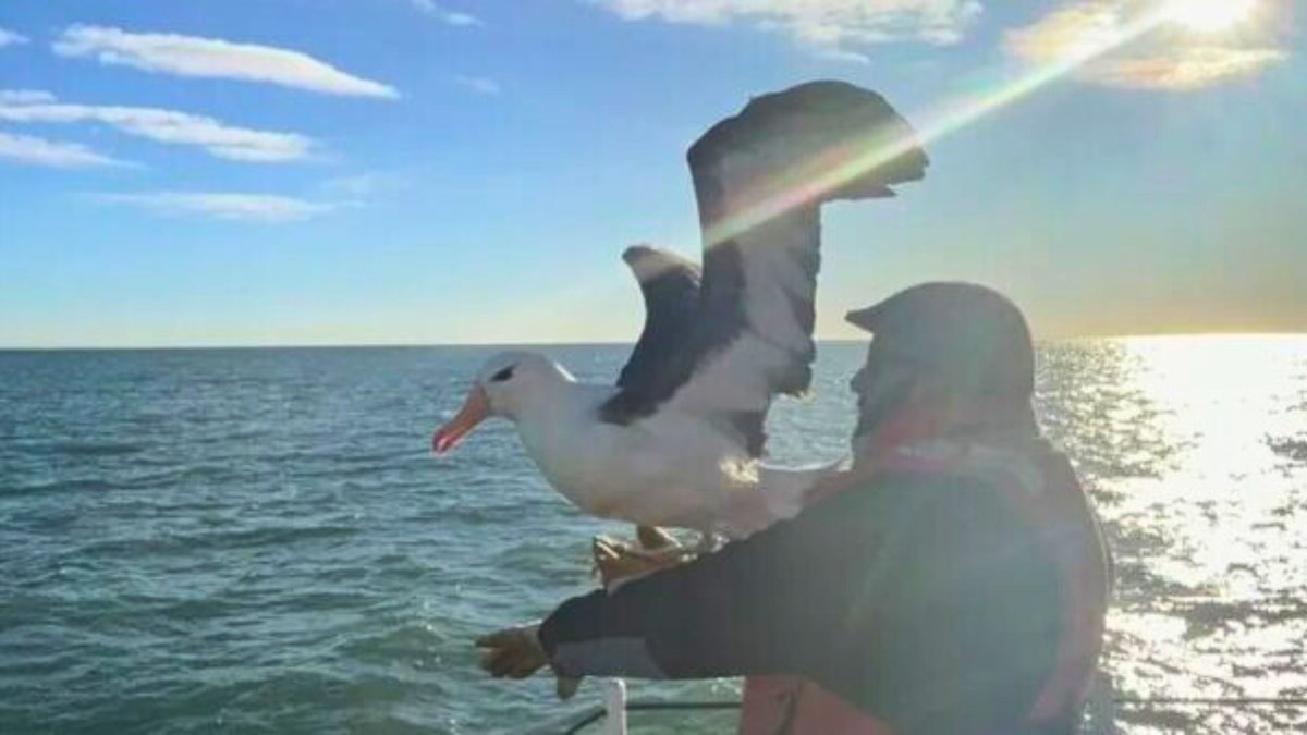 FMarPatagonico's tweet photo. También nos acompañan en el #ProyectoMaRes @farnargentina, @fcdemocratico, @Vida_Silvestre, @fpnarg, @penguin_gps, @ICB_Argentina @wcsargentina https://t.co/A0aXZ8x0GF
