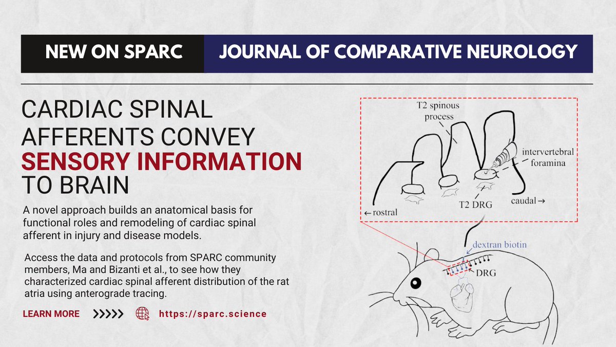 SPARC.science (@sparc_science) on Twitter photo #NIH_SPARC community members map pain-sensing nerves in rat hearts for the first time! This breakthrough paves the way for future research on heart disease. Learn more: tab.so/264edc30 #OpenScience #NIH_SPARC community members map pain-sensing nerves in rat hearts for the first time! This breakthrough paves the way for future research on heart disease. Learn more: tab.so/264edc30 #OpenScience