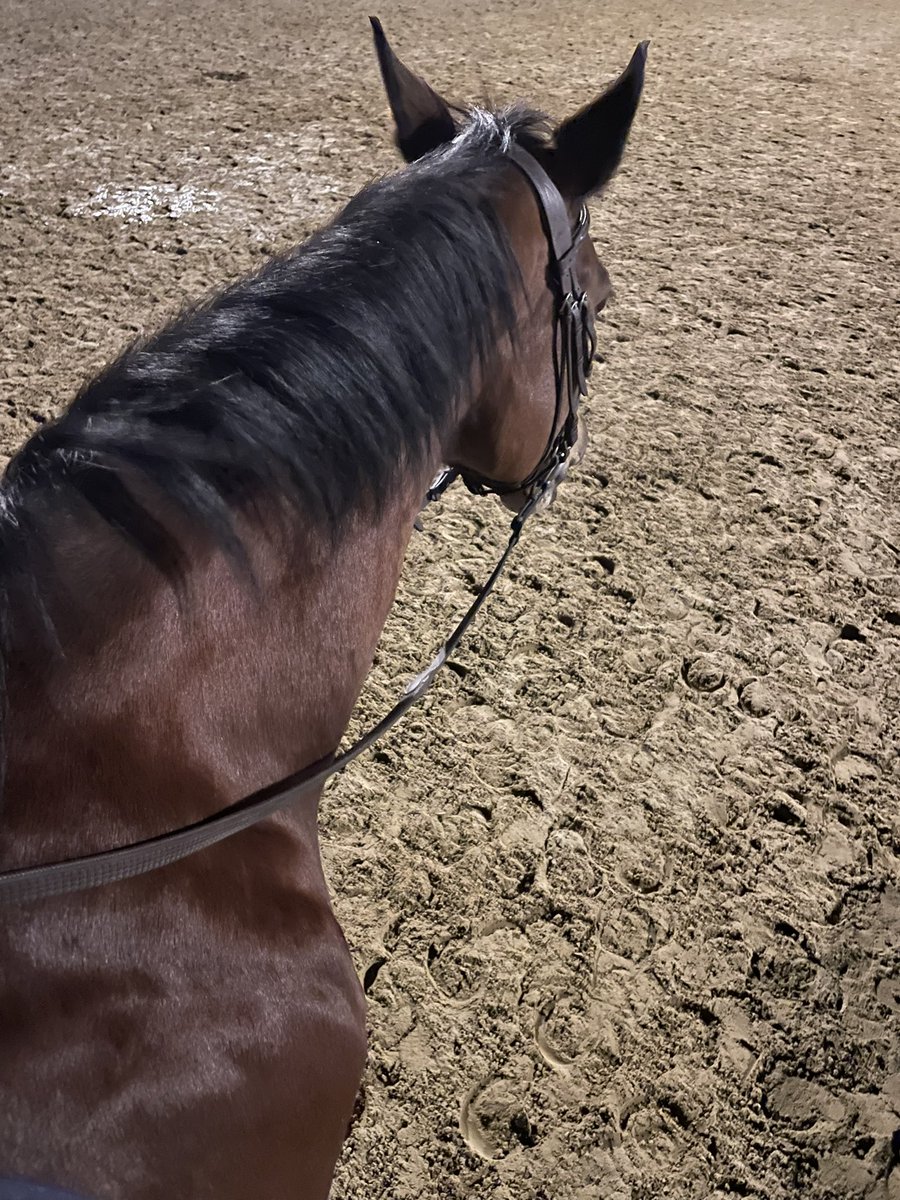 Aillyn_PP's tweet photo. Parce que on peut après deux semaines d’arrêt #PonyTime https://t.co/yhtxPnhMIY