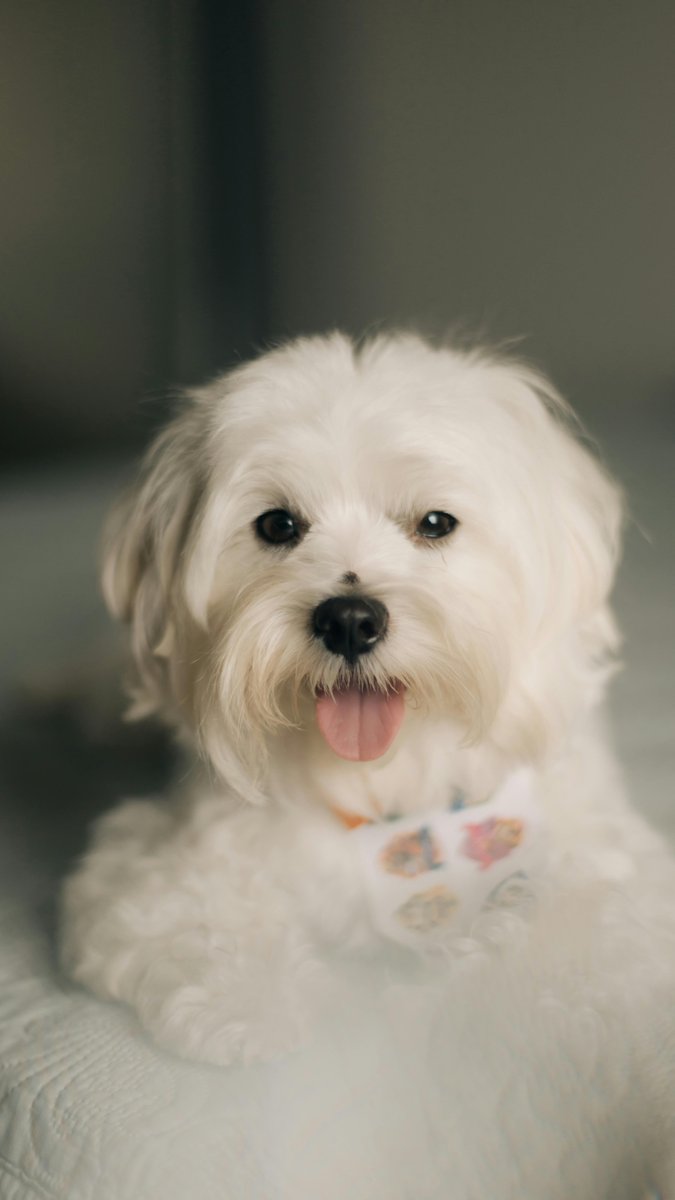 PoochRUsCo's tweet photo. Winter Tip
Maltese dogs benefit from warm clothing during cold weather. Choose a snug but comfortable coat or sweater that covers their chest and back.

#Maltese #MalteseDog #MalteseLove #MalteseLife #MaltesePuppy #MalteseLovers #MalteseCare #dog #dogs https://t.co/fBQLuusNmN