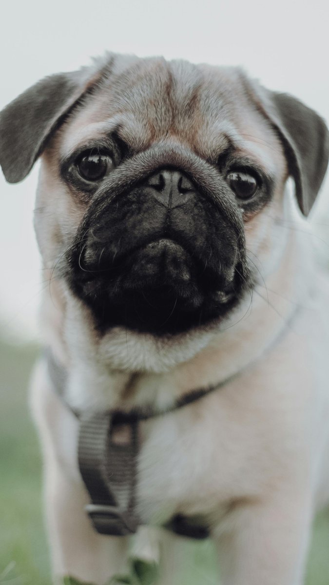 PoochRUsCo's tweet photo. Winter Tip
Pugs have a short, single-layer coat that doesn’t provide much insulation. Invest in dog sweaters or jackets to keep them warm during walks or outdoor play.

#Pug #Pugs #PugLife #PugLove #PugPuppy #PugLovers #PugCare #PugTraining #PugGrooming #dog #dogs https://t.co/fIXB91fZ1X