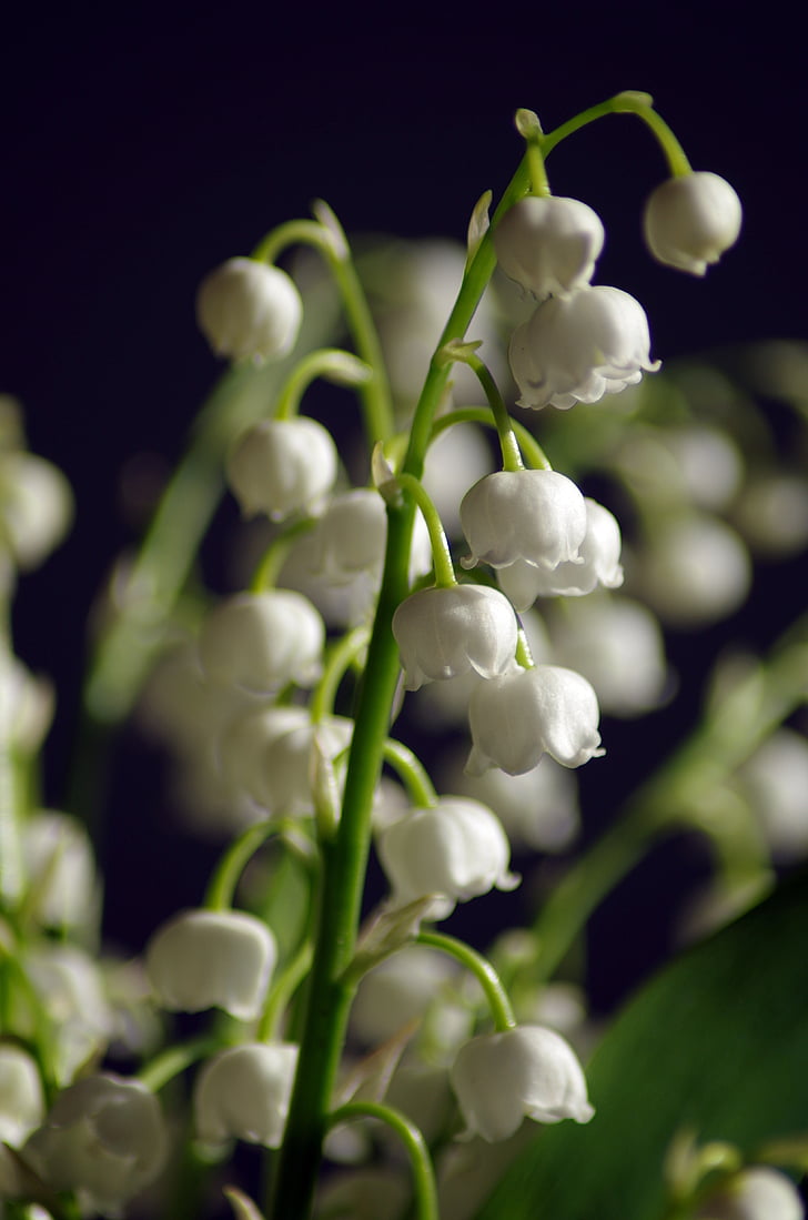 Imotha1's tweet photo. #FlowersEdition💐
#No4 

Đurđica (Convallaria majalis) https://t.co/NVYCwV9uNd