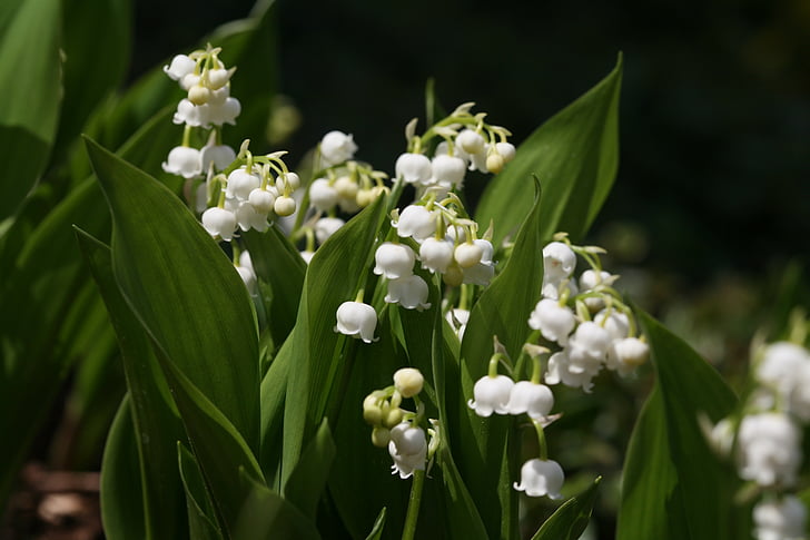Imotha1's tweet photo. #FlowersEdition💐
#No4 

Đurđica (Convallaria majalis) https://t.co/NVYCwV9uNd