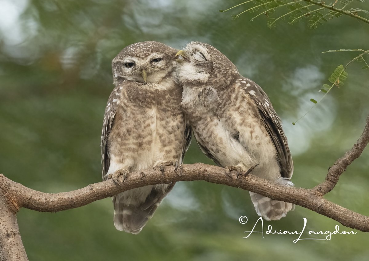 Adrian Langdon (@maxshearwater) on Twitter photo I've just added 15 Owl photos from my recent trip to India to my blog at images-naturally.co.uk/2024/12/spotte…
Please use link to see the photos and read my blog. <a href="/CBWPS1/">Cornwall Birds</a> <a href="/camelbirder/">Derek Julian</a> <a href="/BobBosisto/">Bob Bosisto</a> <a href="/Kernowringer/">Peter Roseveare</a> <a href="/JasminaGoodair/">Jasmina Goodair</a> I've just added 15 Owl photos from my recent trip to India to my blog at images-naturally.co.uk/2024/12/spotte…
Please use link to see the photos and read my blog. <a href="/CBWPS1/">Cornwall Birds</a> <a href="/camelbirder/">Derek Julian</a> <a href="/BobBosisto/">Bob Bosisto</a> <a href="/Kernowringer/">Peter Roseveare</a> <a href="/JasminaGoodair/">Jasmina Goodair</a>